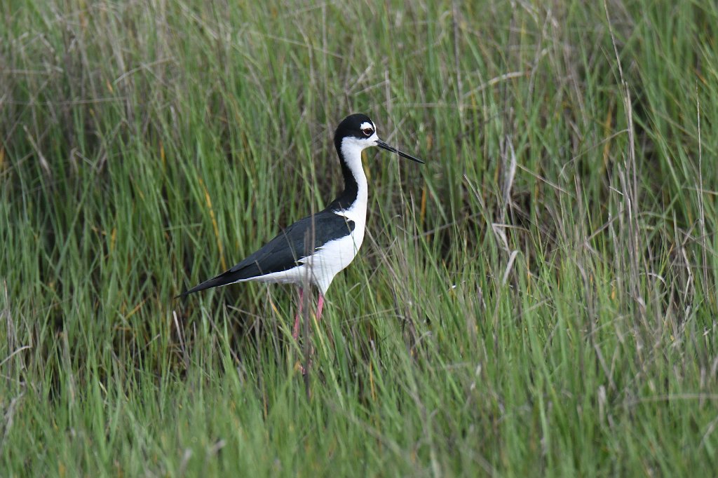 Stilt, Black-necked, 2018-05305101 Chincoteague NWR, VA.JPG - Black-necked Stilt. Chincoteague National Wildlife Refuge, VA, 5-30-2018